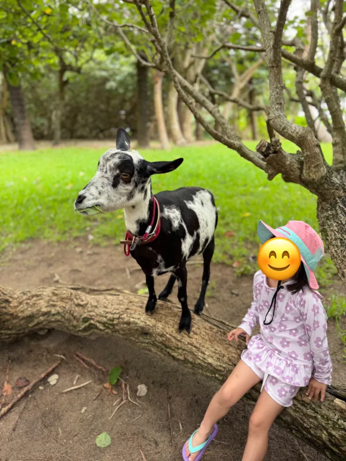 フサキビーチリゾート ホテル&ヴィラズのアニマルスクエアでヤギの散歩をする子供を撮影した写真2