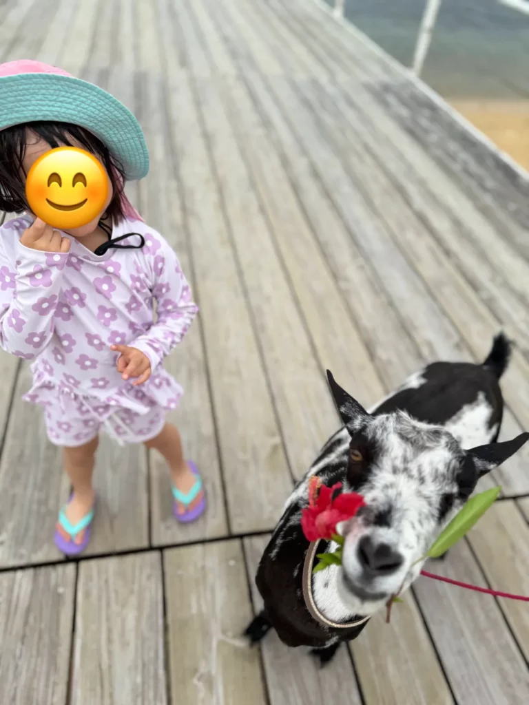 フサキビーチリゾート ホテル&ヴィラズのアクティビティヤギの散歩に参加する子供を撮影した写真